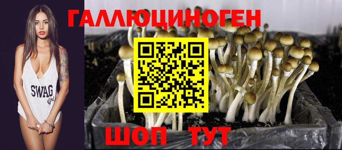 Псилоцибиновые грибы Psilocybine cubensis Павлово